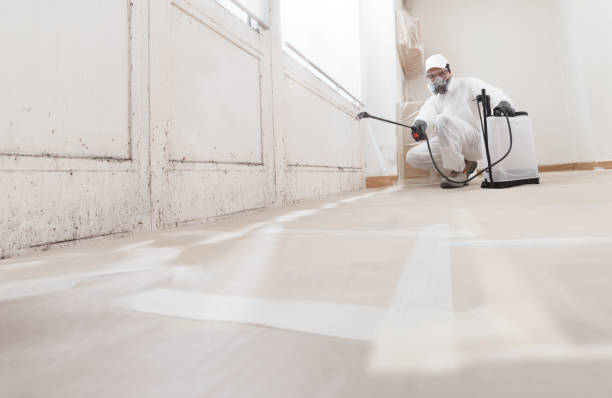 Black mold remediation team in Colonia